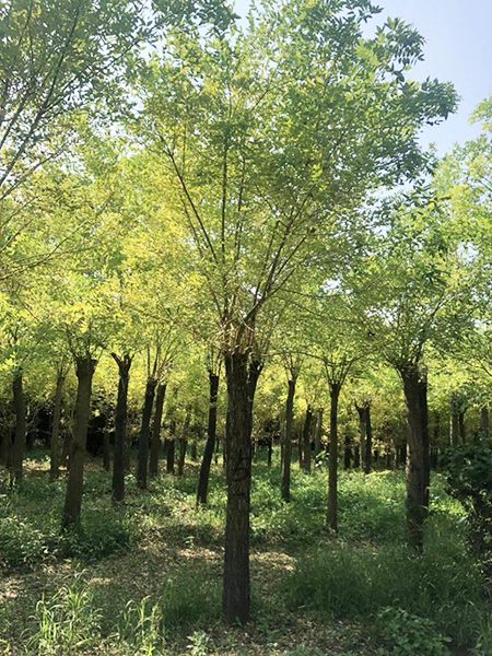 种植基地