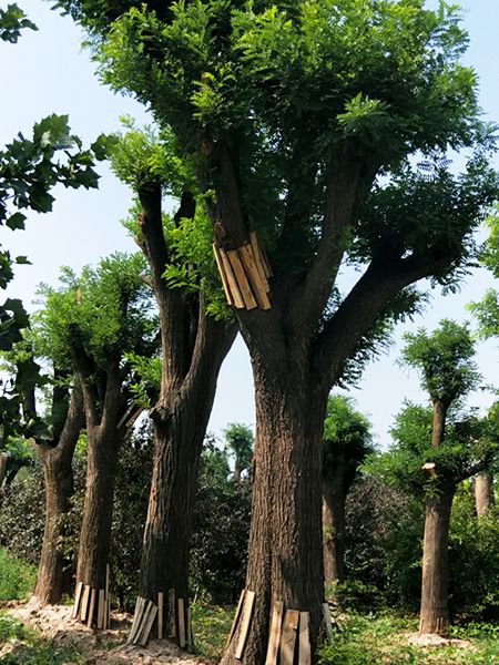 种植基地